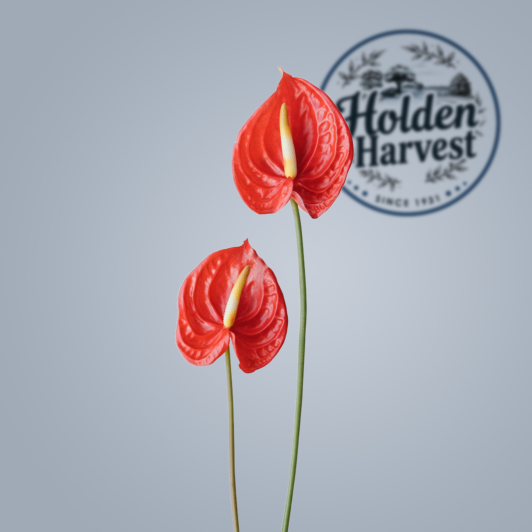 Anthurium-red